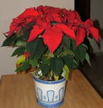 noche buena,flower of Christmas,گل کریسمس
